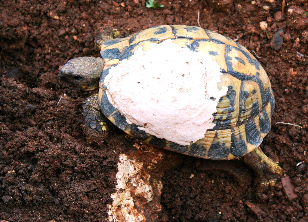 Tortuga recuperant-se d'una rotura de la closca