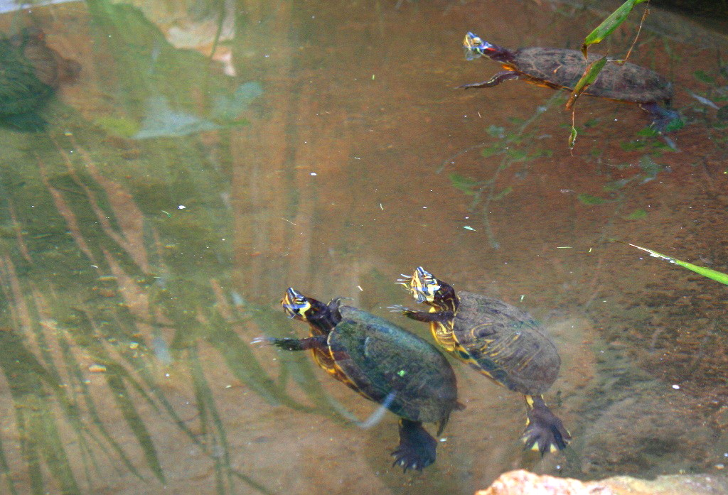 Basses on s'acullen tortugues exòtiques, que alliberades al medi ambient són un problema greu.