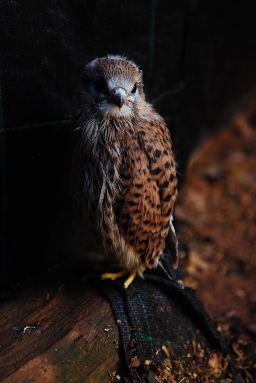 Poll de xòric (Falco tinnunculus)