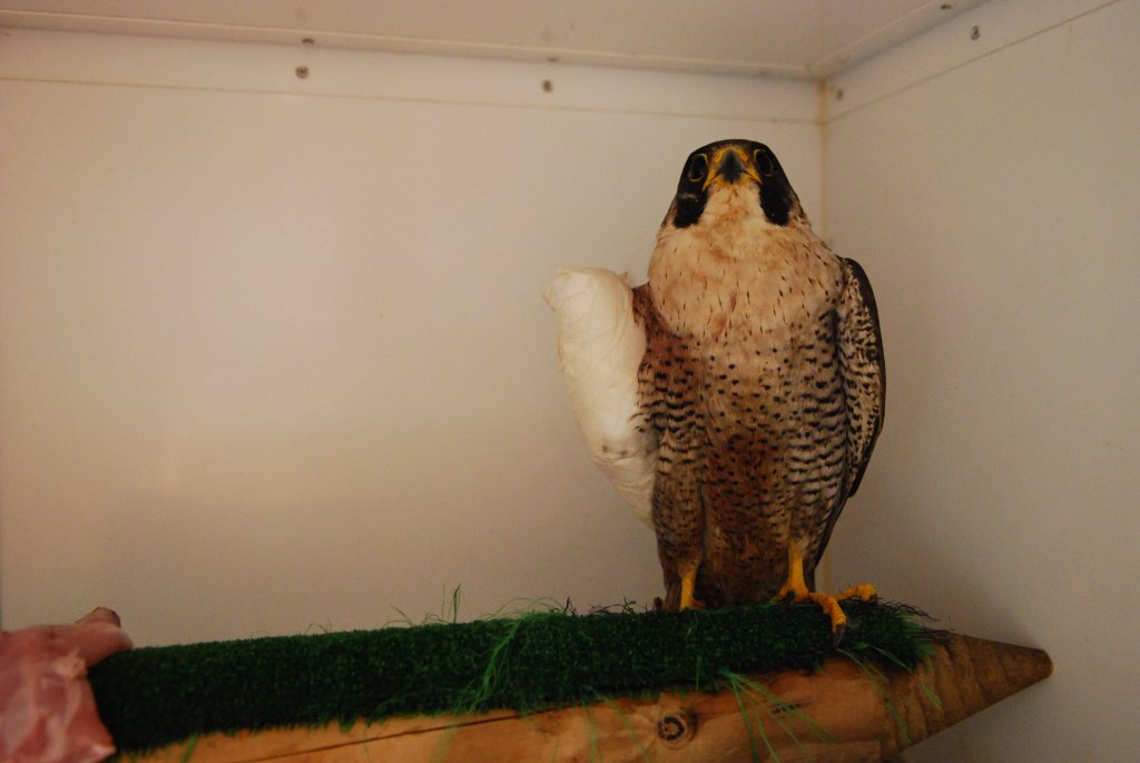 Falcó peregrí (Falco peregrinus)