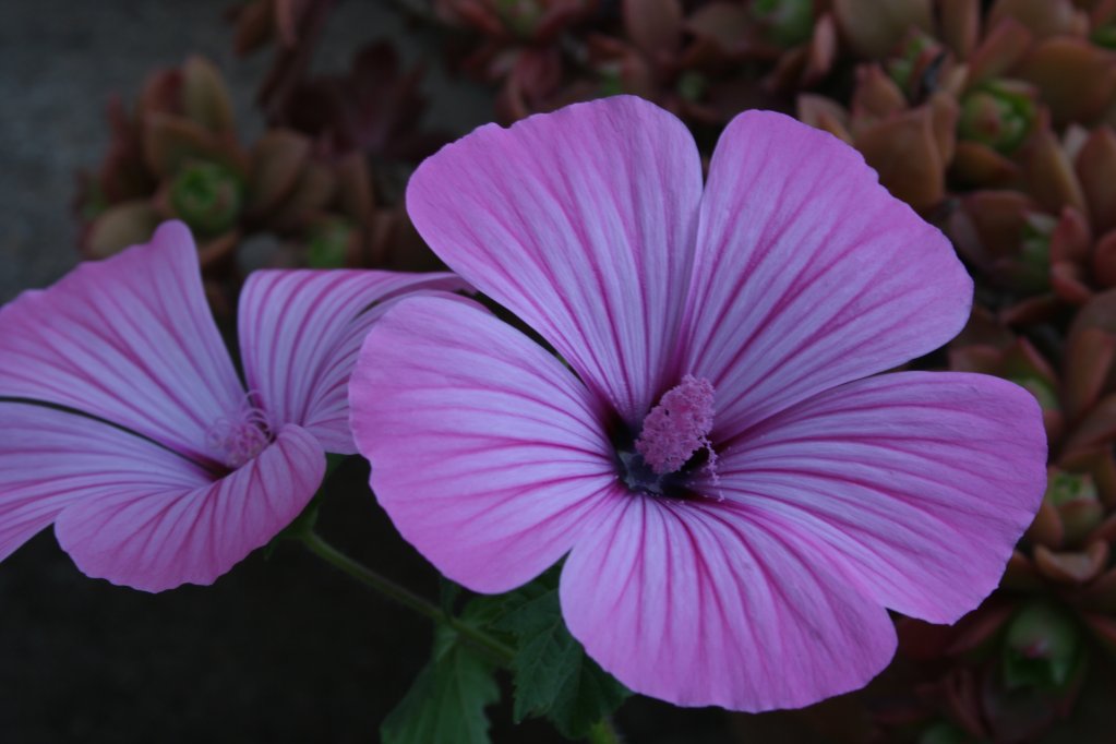 Malva de Maria Auxiliadora