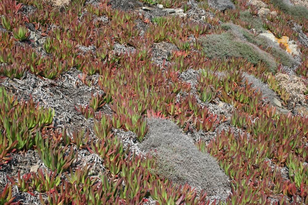 Carprobrotus, la patata frita ha donat molts de problemes a la flora autòctona