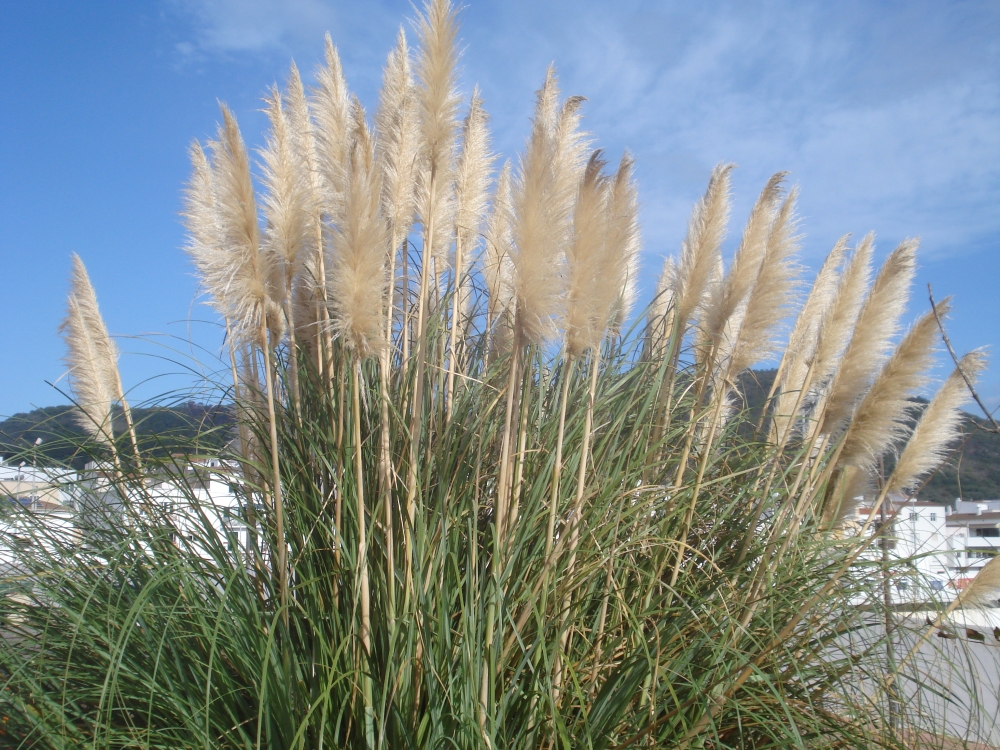 Cortaderia, una planta molt emprada i de les més preocupants