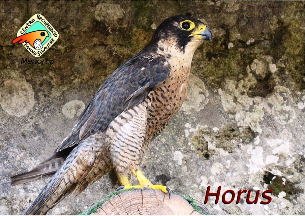 Horus, un falcó manxol per un accident de carretera