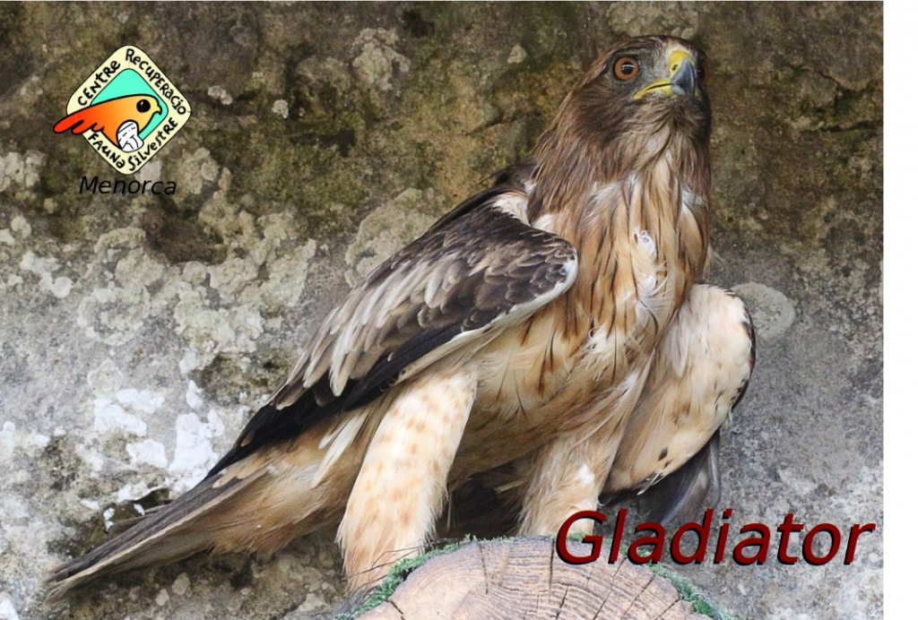 Gladiator, una àguila calçada que no pot caçar