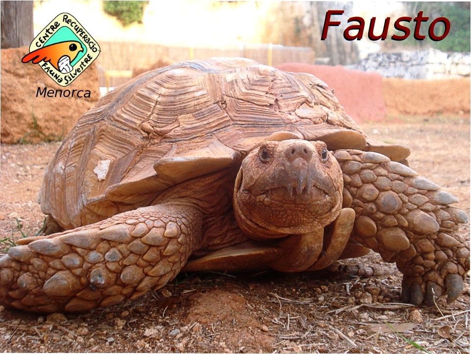 Fausto, una tortuga africana que vam salvar d'un atropellament