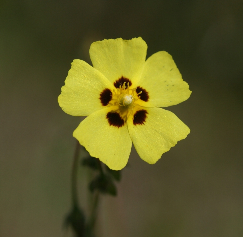 Herba de cinc llagues (Tuberaria guttata)