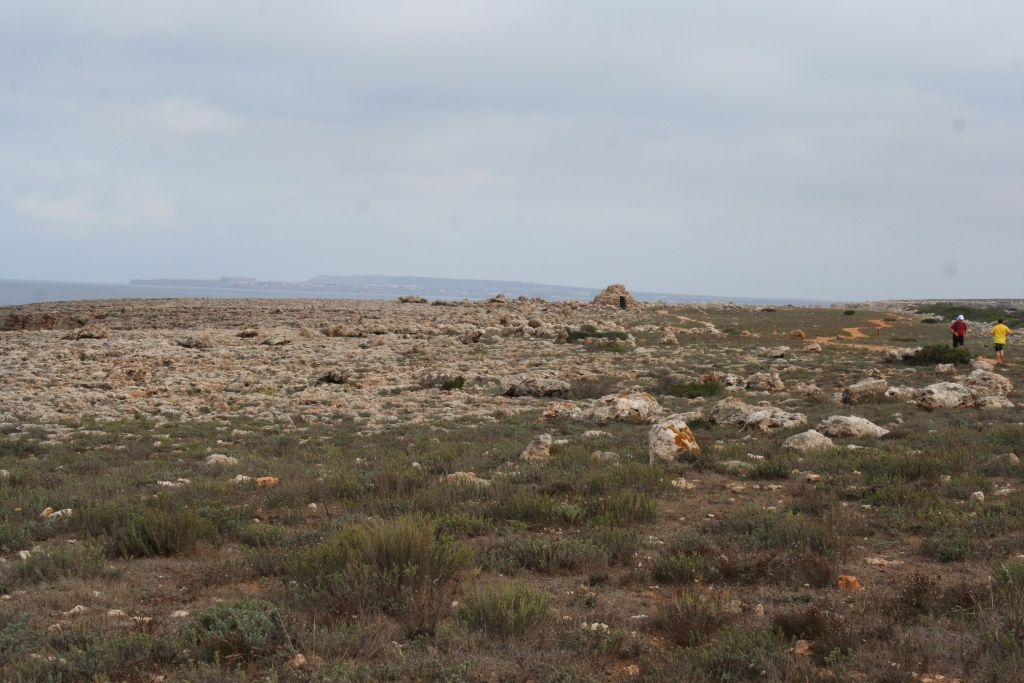 Comunitats de socarrells i marina litoral