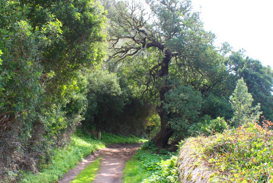 Llentrisca de Torralbenc, catalogada com a arbre singular per la seva gran mida