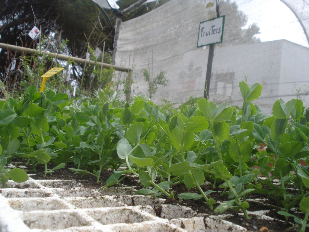 Planters de varietats de Menorca d'horta