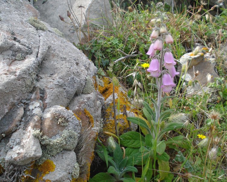 La didalera, una planta endèmica que ara està en plena floració