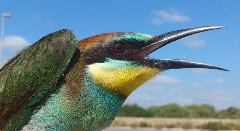 Abellarol, un exemple d'ocell multicolor