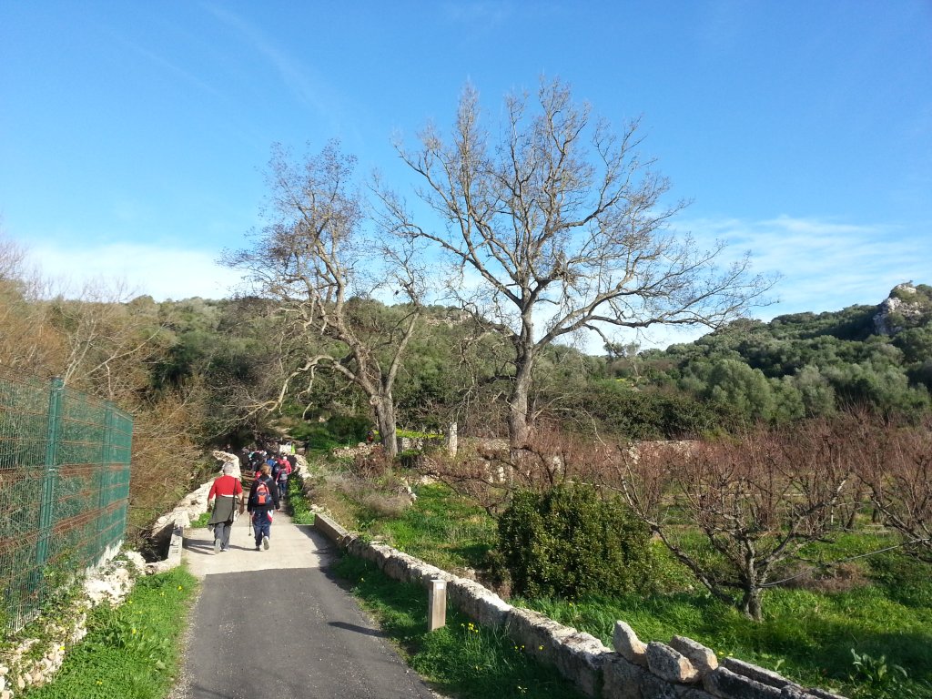 Els pacaners també són arbres singulars