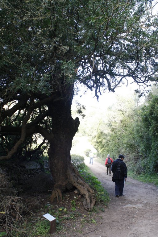 La mata catalogada com a arbre singular