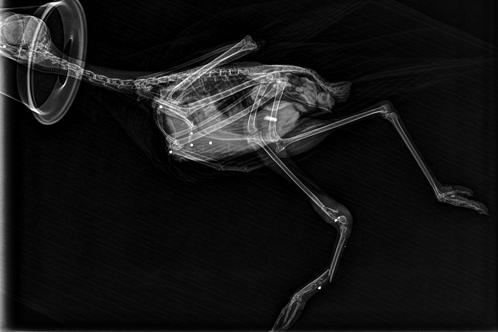 Radiografia on es poden observar els perdigons