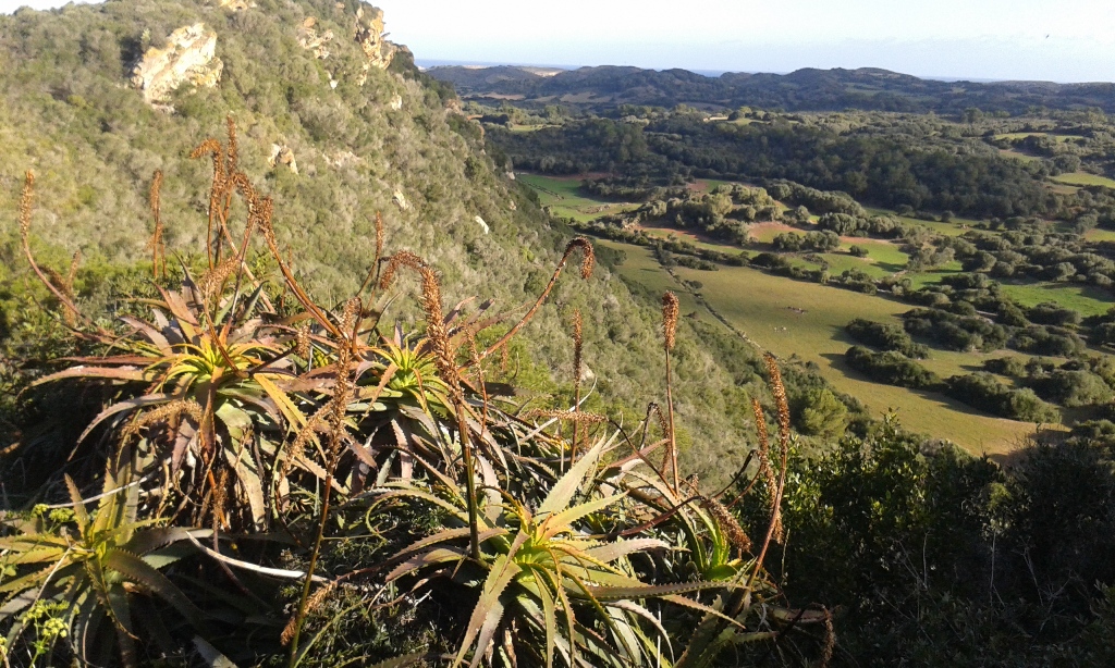 Plantes exòtiques que s'escampen