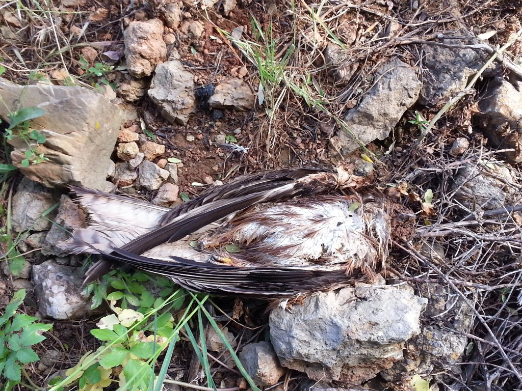 Foto del cinquè milà mort a la mateixa torre