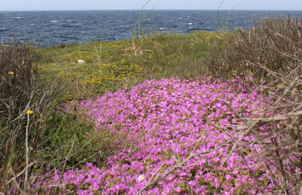 Disphyma invadint les plantes autòctones