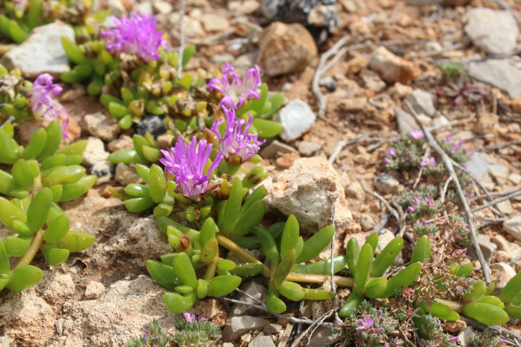 Disphyma crassifolia una de les plantes invasores que amenaça la flora autòctona