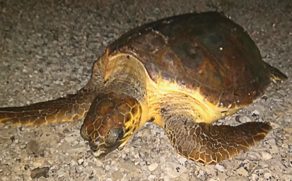 La tortuga en el moment del rescat (Foto GOB-Menorca)