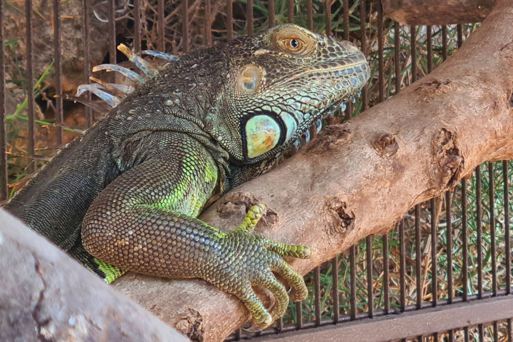 Igor, una iguana trobada perduda a Menorca