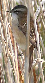 Boscarla mostatxuda (Acrocephalus melanocephalon), espècie de conservació prioritària a Europa