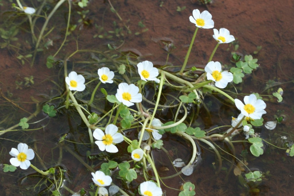 El botó d'aigua, una de les flors de les zones humides