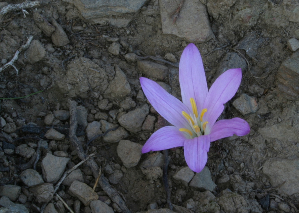 El safrà bord (Colchicum filifolium), floreix espectacularment a la tardor