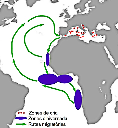 El viatge anual de la baldritja grossa