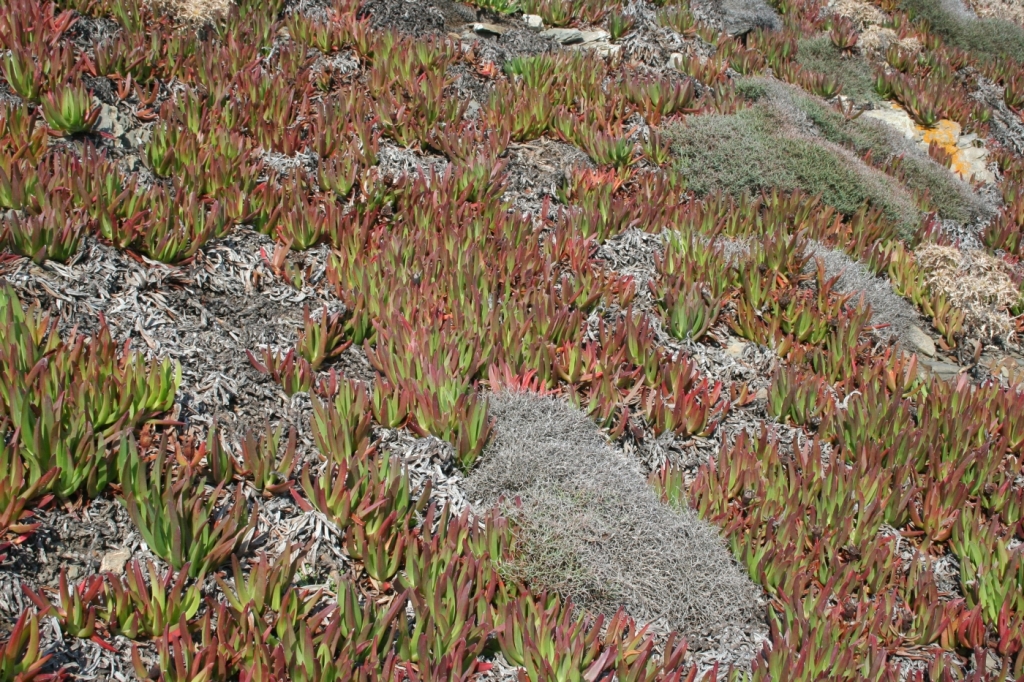 Carpobrotus ofegant socarrells endèmics a Favàritx