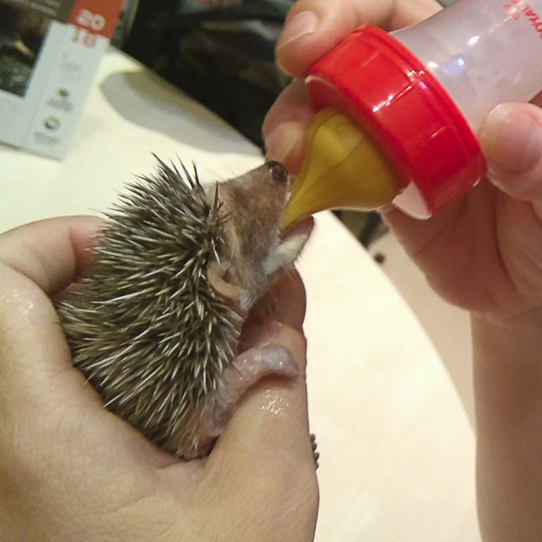 Jove eriçó orfe. Al Centre de Recuperació de Fauna s'atenen molts d'eriçons cada any.