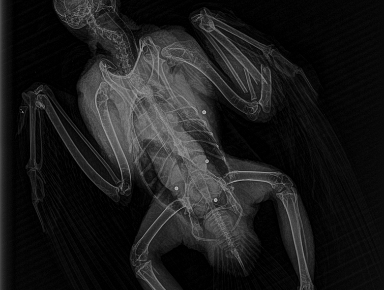 Radiografia on s'aprecien els perdigons i la fractura a l'ala