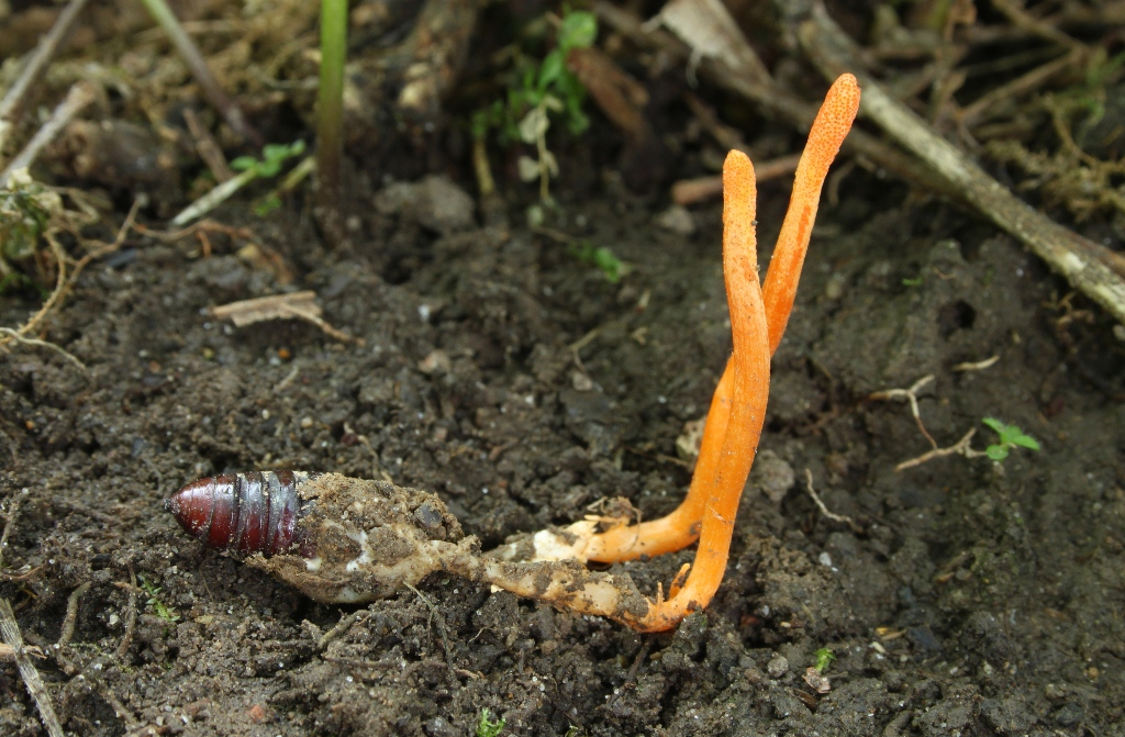 Cordyceps militaris, un bolet que mata les crisàlides de processionària