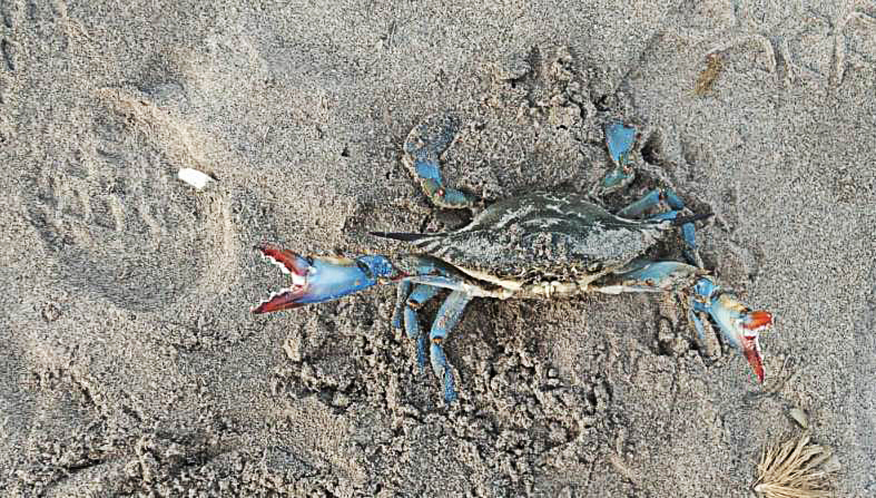 Femella de cranc blau fotografiada a Menorca