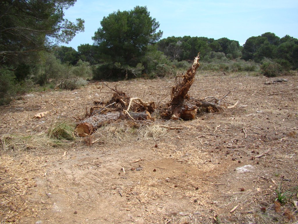 Les rabasses amb arrels, s'han deixat sobre el terreny