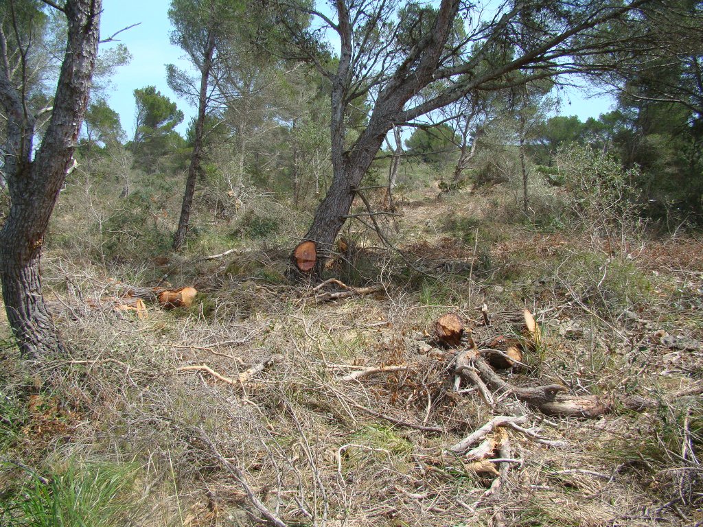 Molta rama tallada (combustible) que no deu donar prou rendiment 