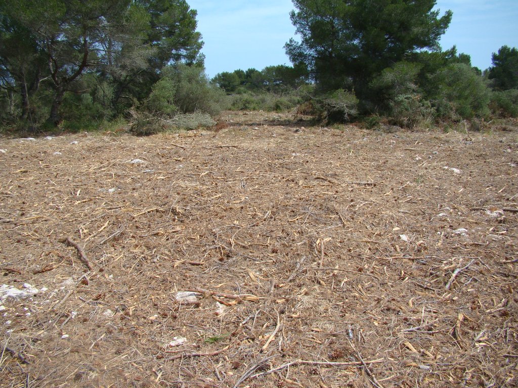 Tota la zona és plena de trossets de rama, amb un gran perill d'incendi