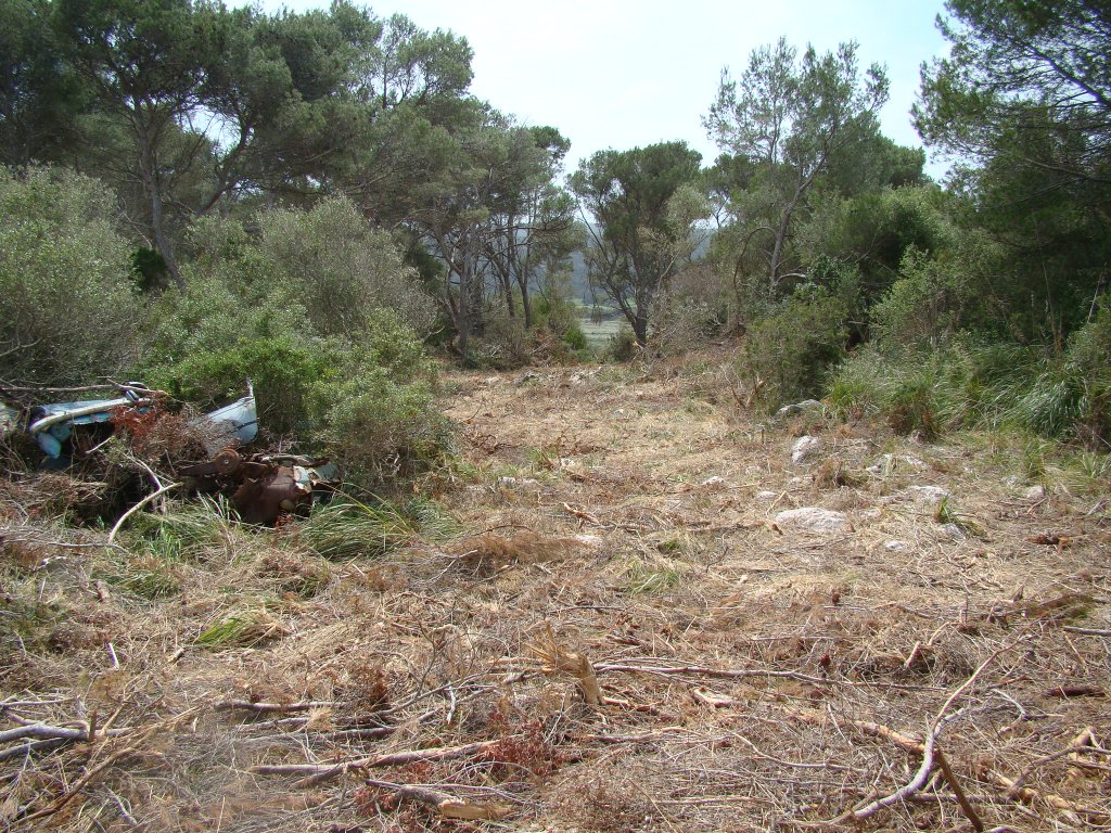 En tost d'extreure arbres seleccionats, s'actua creant nous vials