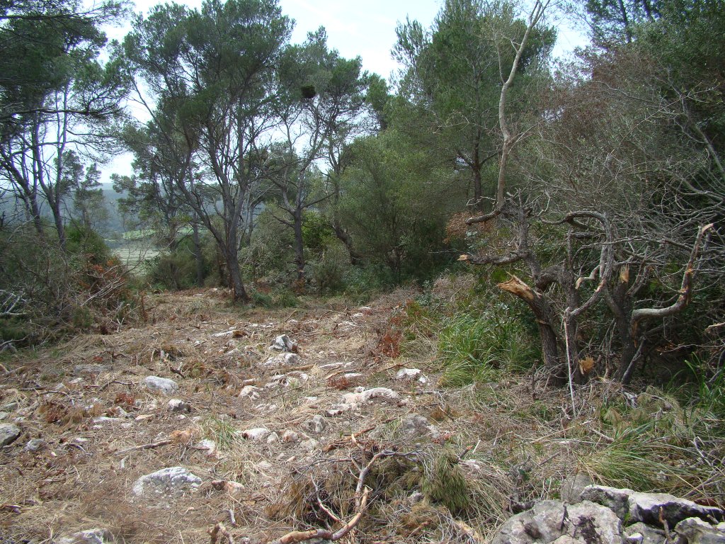 Obertura de vials i vegetació esbrellada