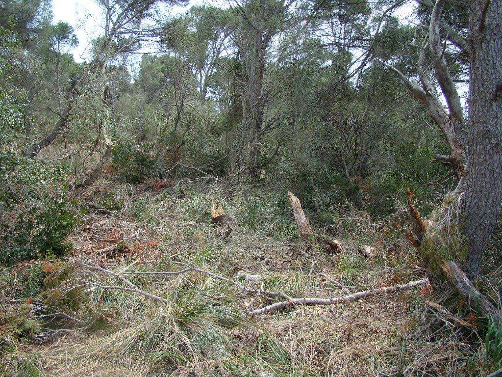 Concentracions de branques tallades i arbres ferits