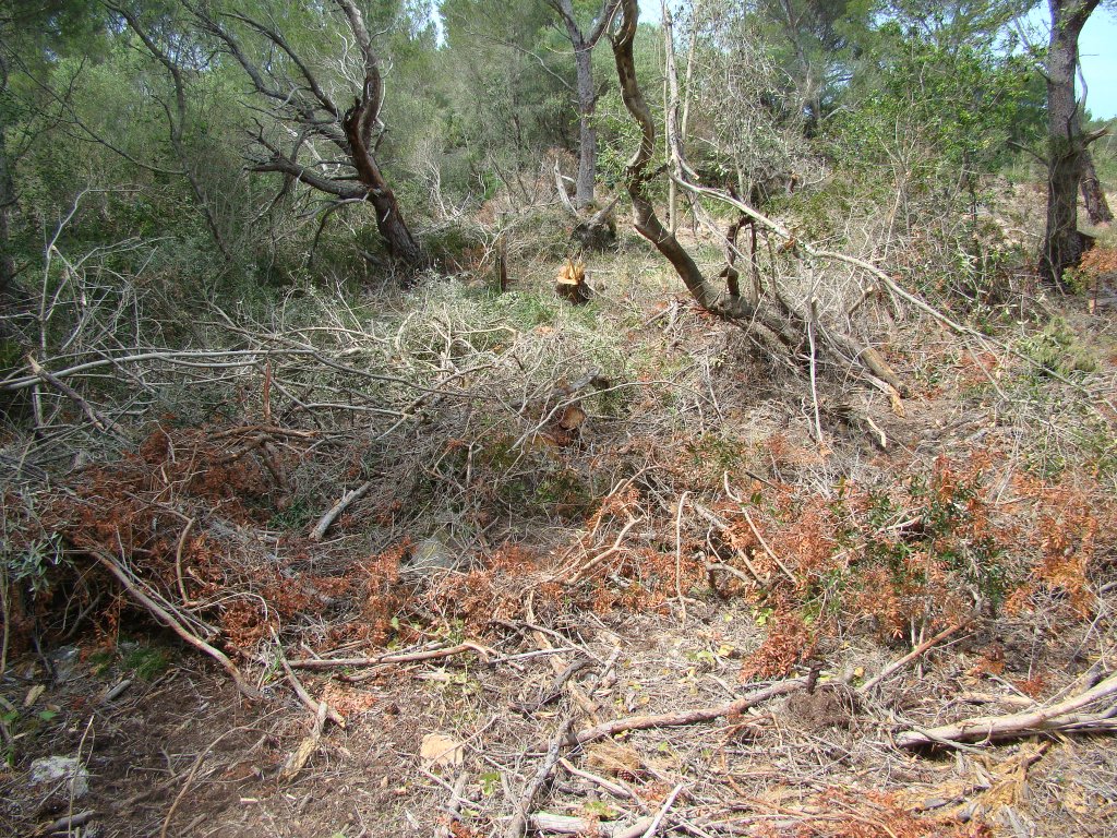 El risc d'incendi és més gran ara que abans