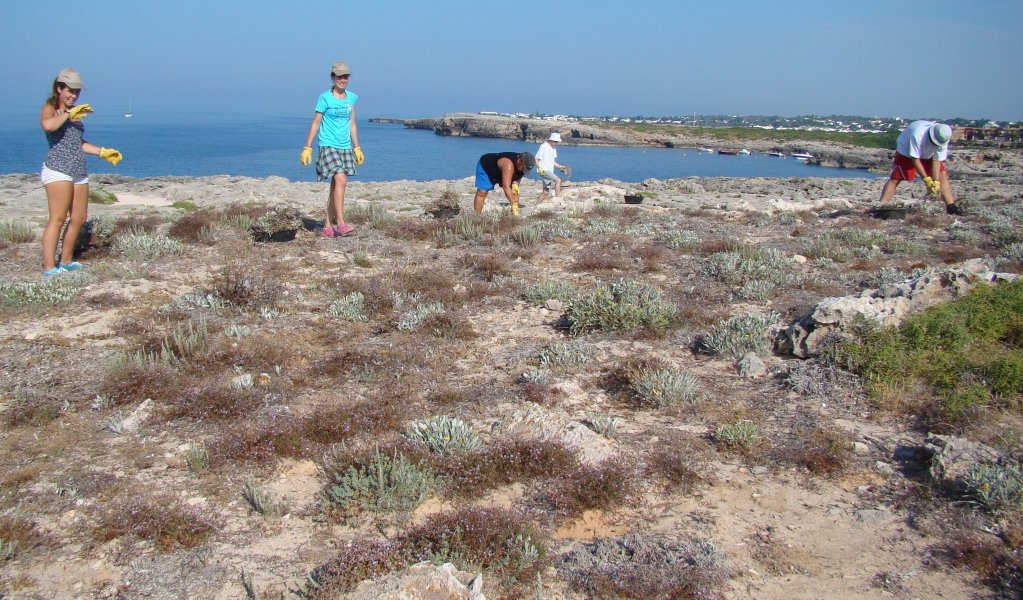 Voluntaris del GOB actuant en una zona costanera eradicant planta invasora aquest estiu