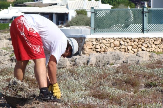 La Gazania, una planta invasora molt comuna en jardins convencionals