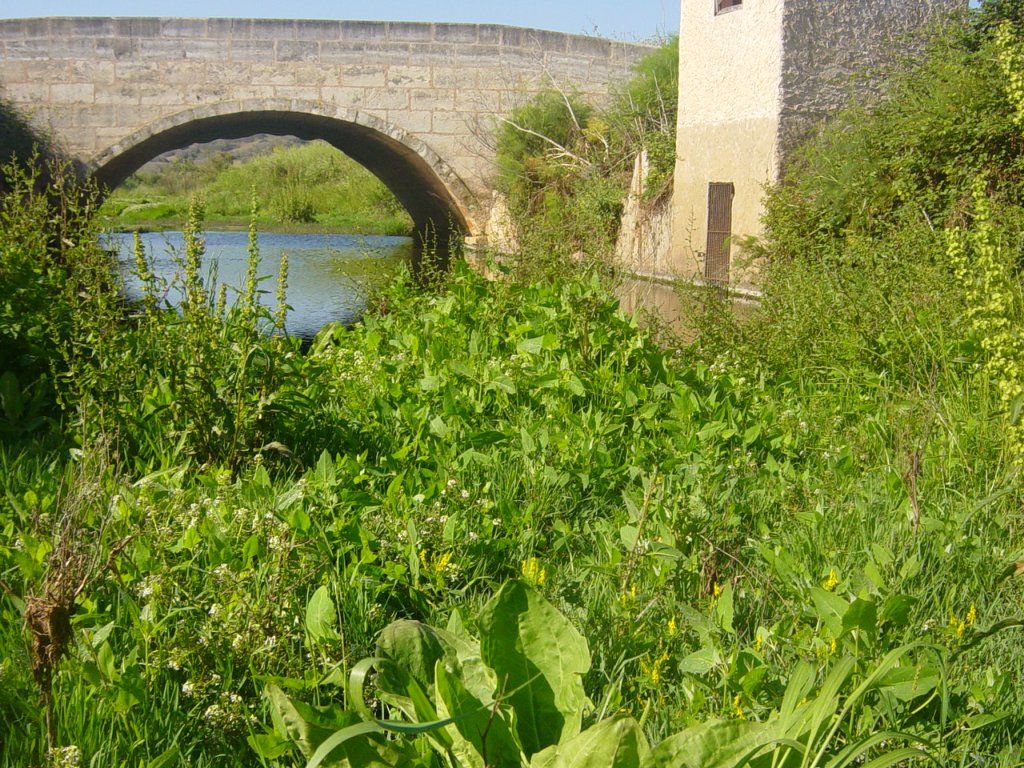 El torrent, abans de l'agressió.