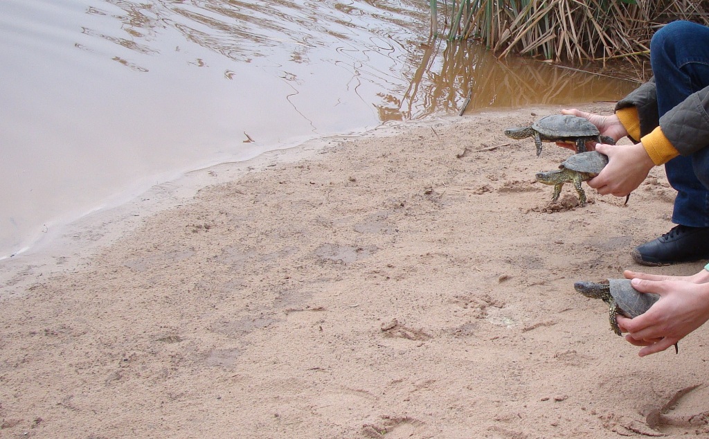 Alliberament de tortugues d'aigua