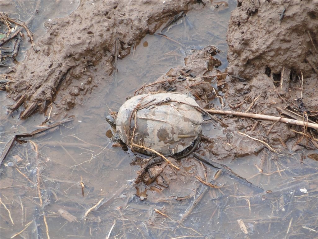 Les tortugues d'aigua han perdut el seu hàbitat.