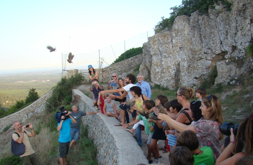 Alliberament d'uns mussols recuperats per un grup de voluntaris