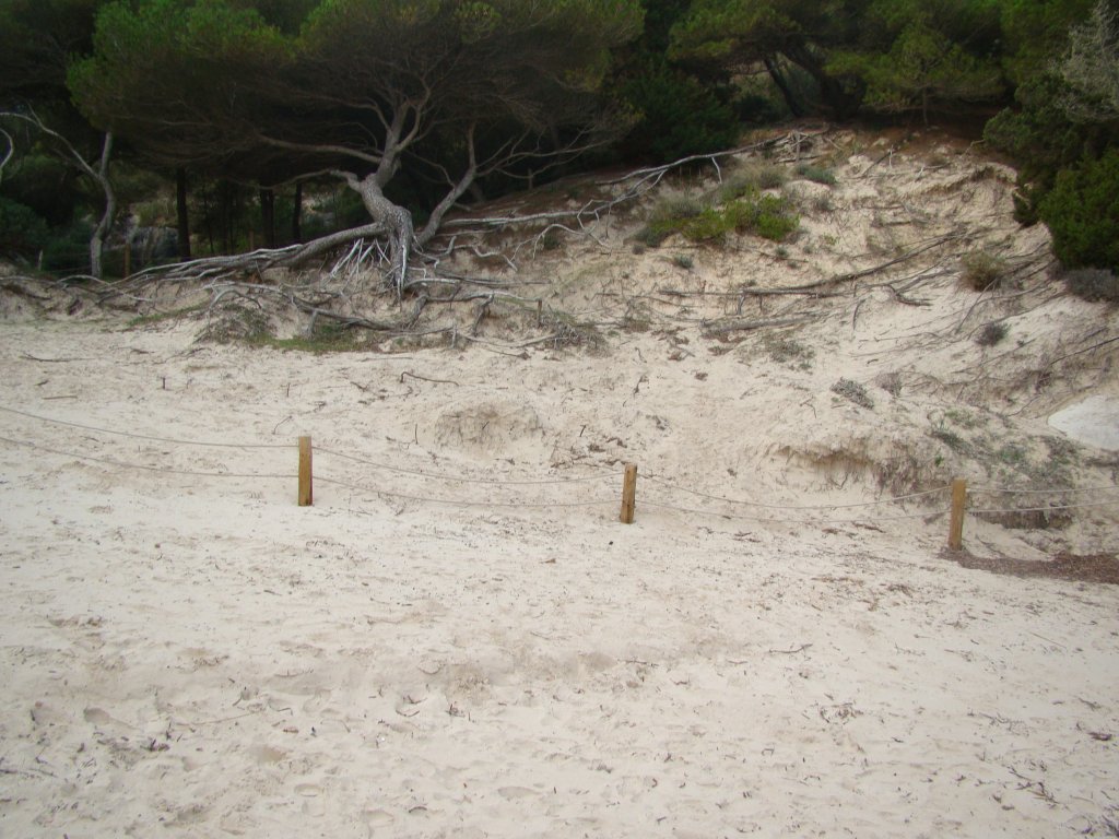 L'excessiva pressió humana de l'estiu elimina plantes dunars i provoca erosió.