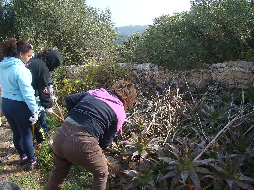 Retirant plantes crasses