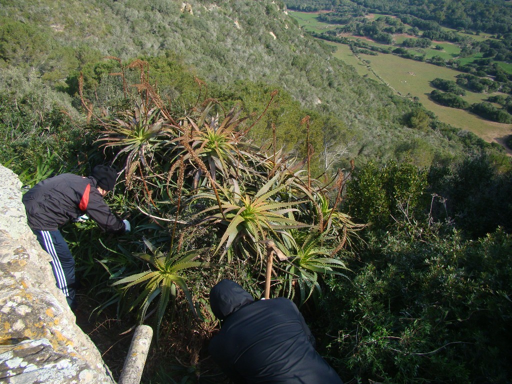 Eliminant plantes crasses